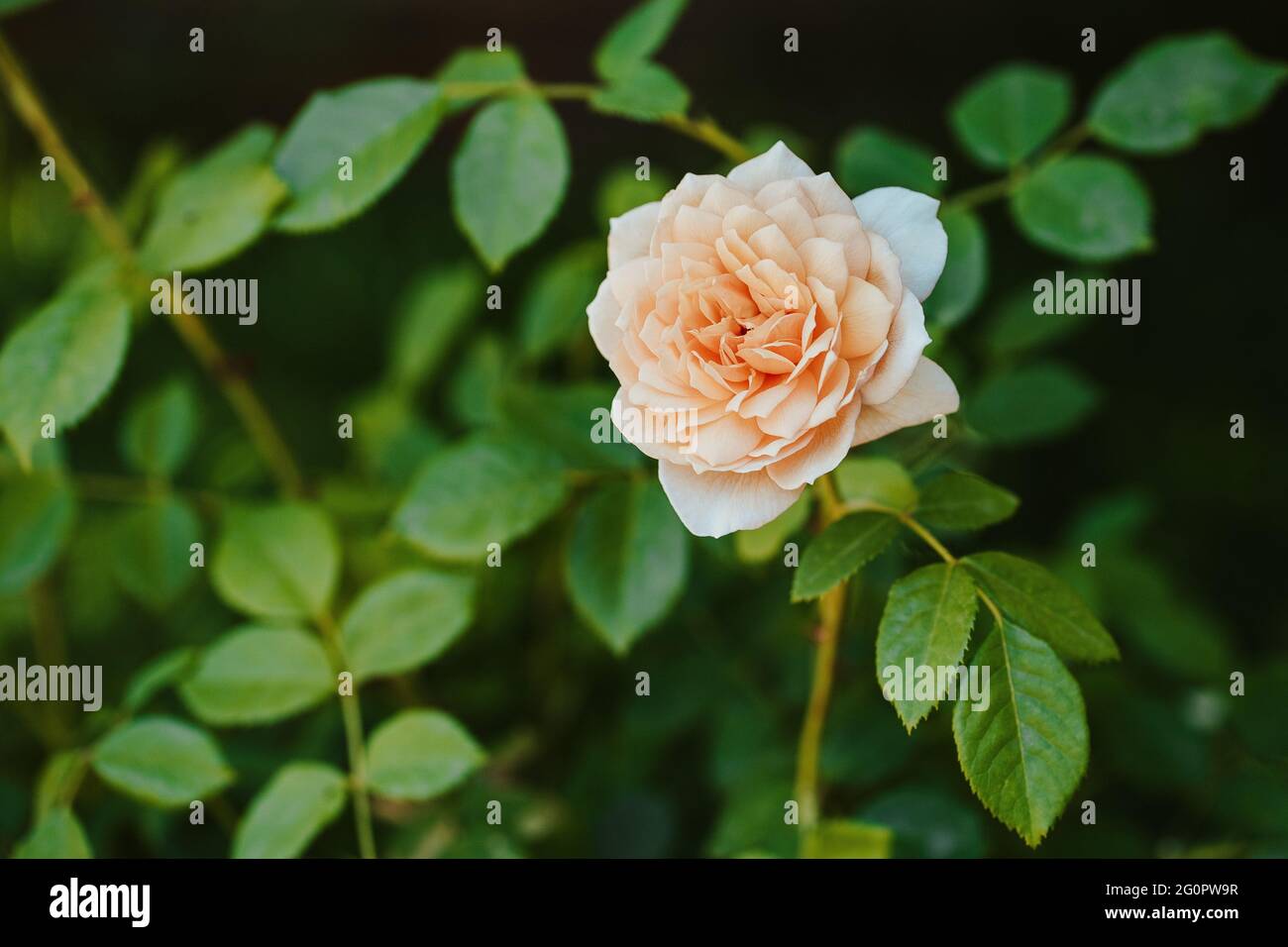 Pink Rose In A Garden Stock Photo - Alamy