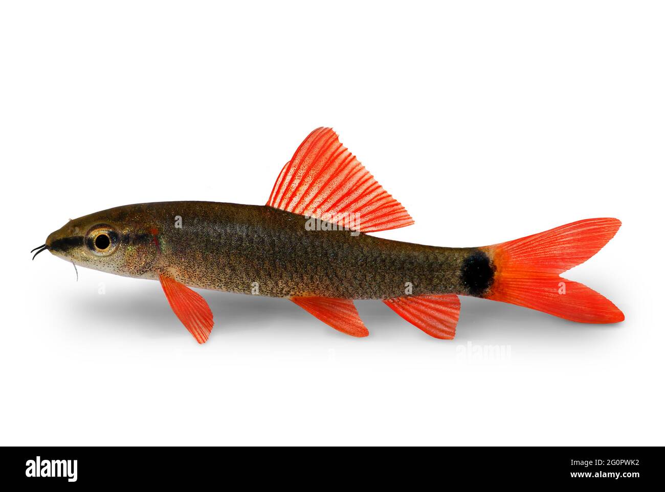 Rainbow shark tropical fish 2025