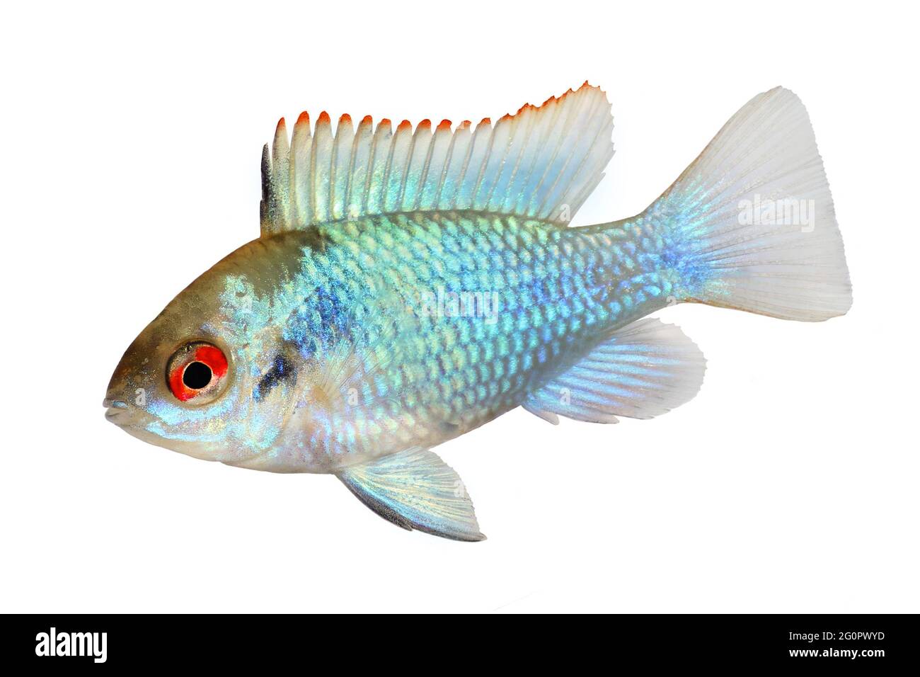german electric blue ram dwarf cichlid Mikrogeophagus ramirezi aquarium fish Stock Photo