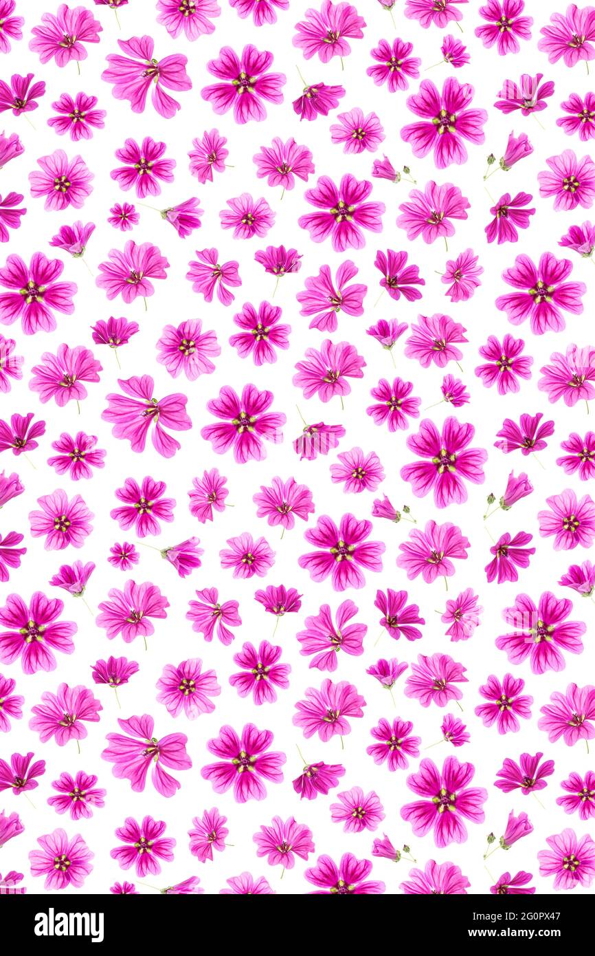 Pattern of pink flowers on a white background, as a backdrop or texture ...