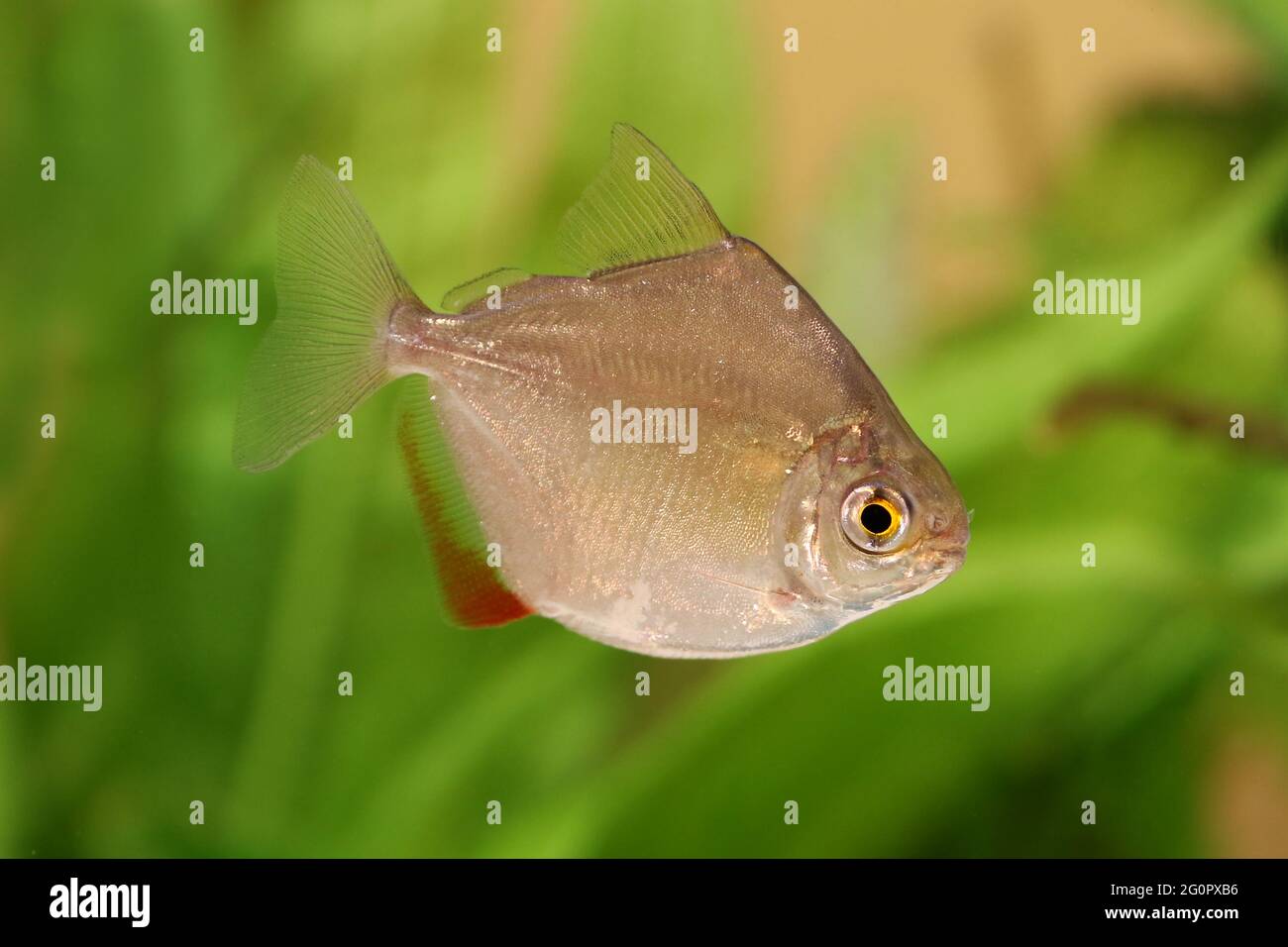 Silver dollar genus metynnis schooling aquarium fish Stock Photo