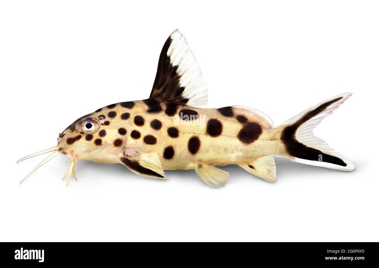 Cuckoo catfish Synodontis multipunctatus freshwater aquarium fish Stock Photo
