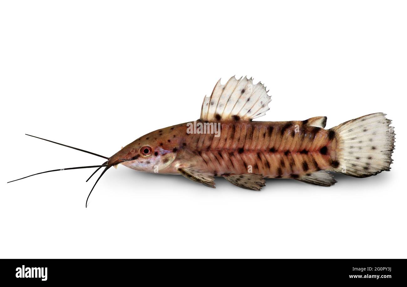 Port Hoplo Catfish Hoplosternum thoracatum aquarium fish Stock Photo