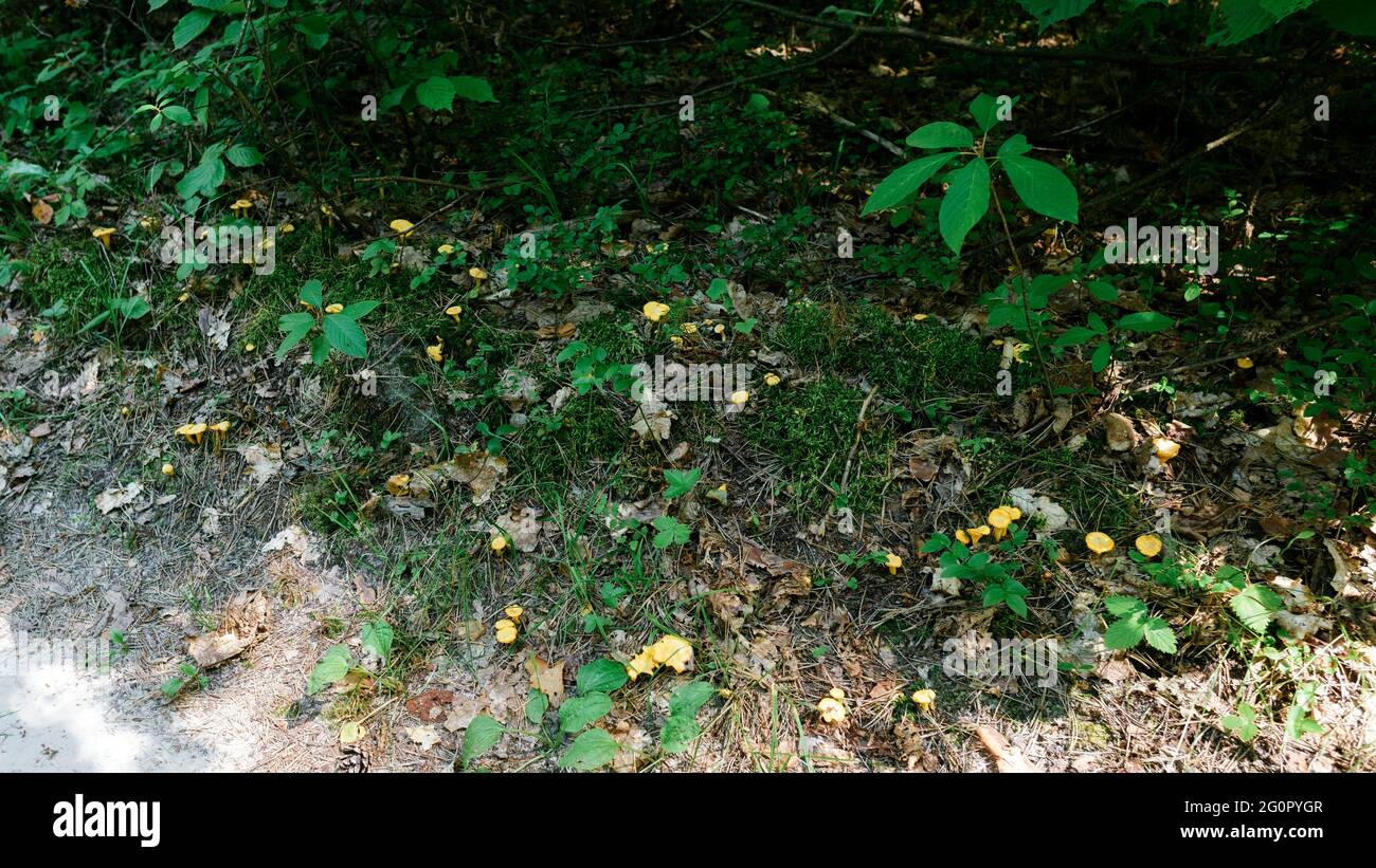 Bright yellow chanterelle mushrooms grow in large quantities Stock Photo