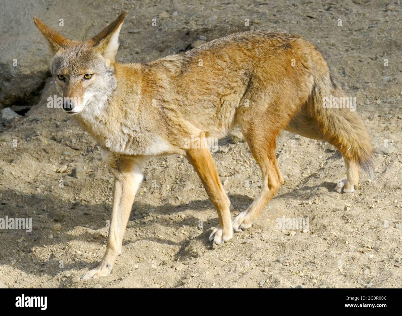 Wile E Coyote High Resolution Stock Photography and Images - Alamy