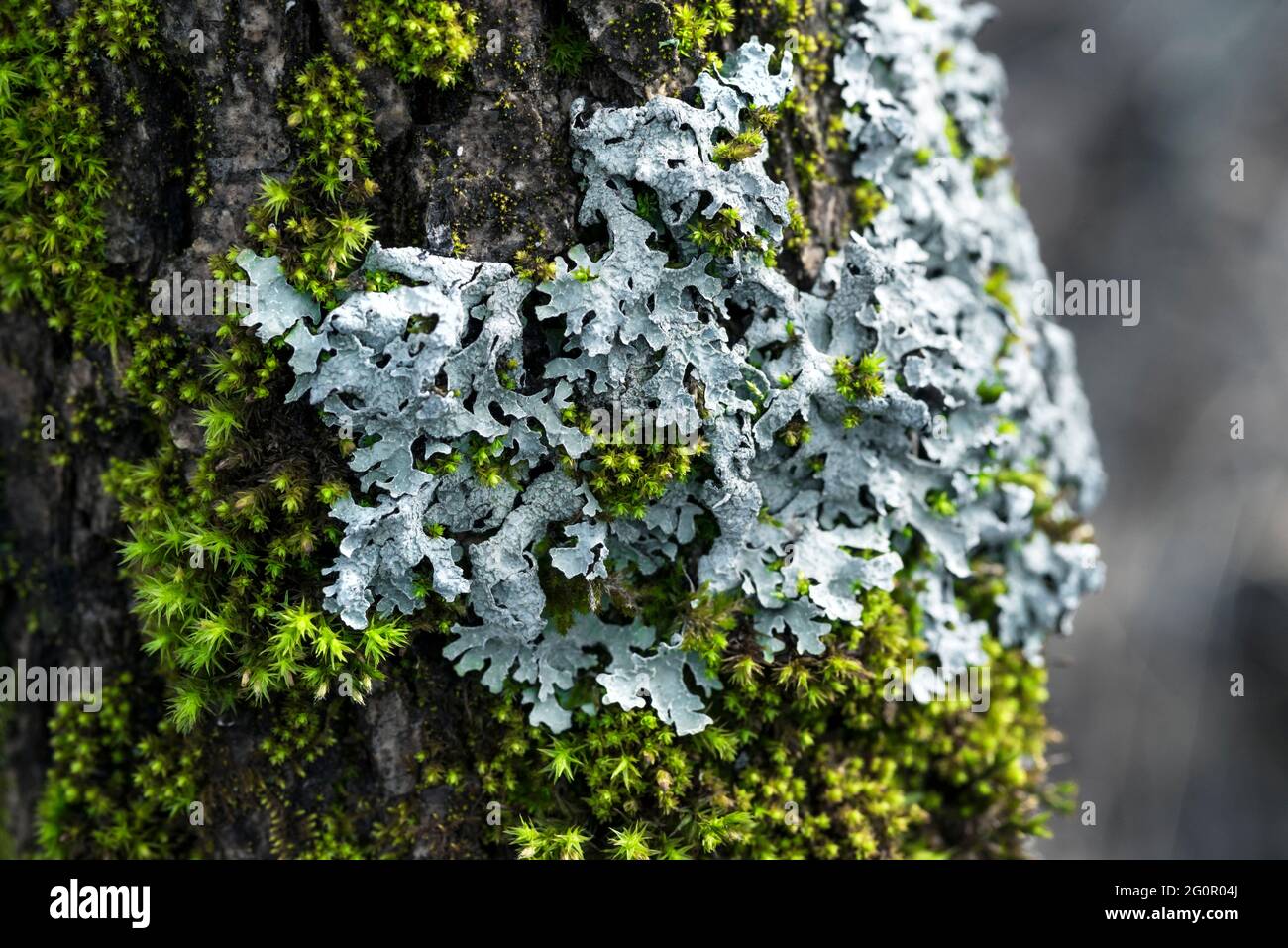 Lichen Parmelia sulcata and bright green moss on a tree bark Stock Photo