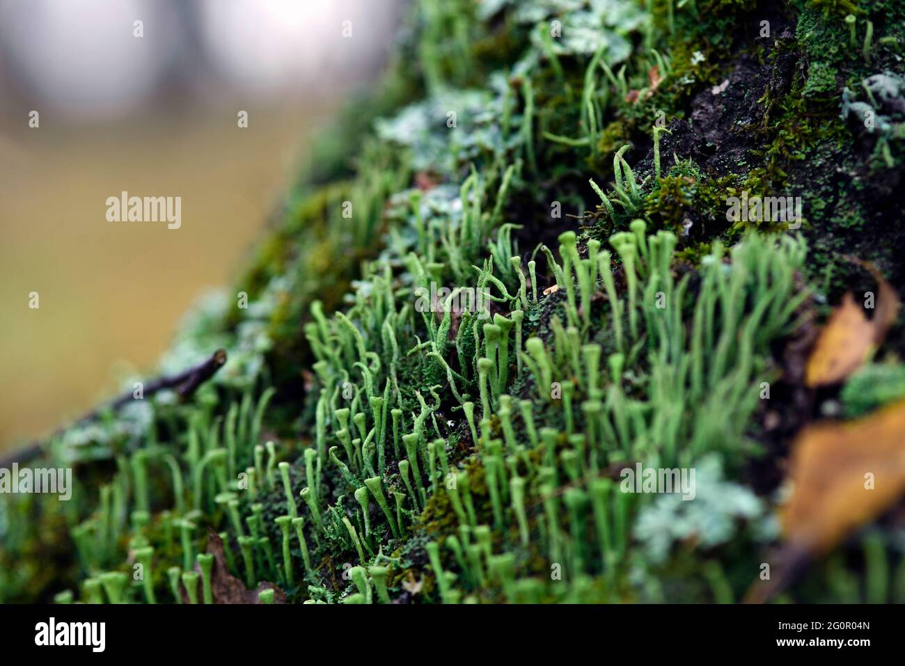 Lichen cladonia coniocraea and moss on tree bark in autumn forest. Stock Photo
