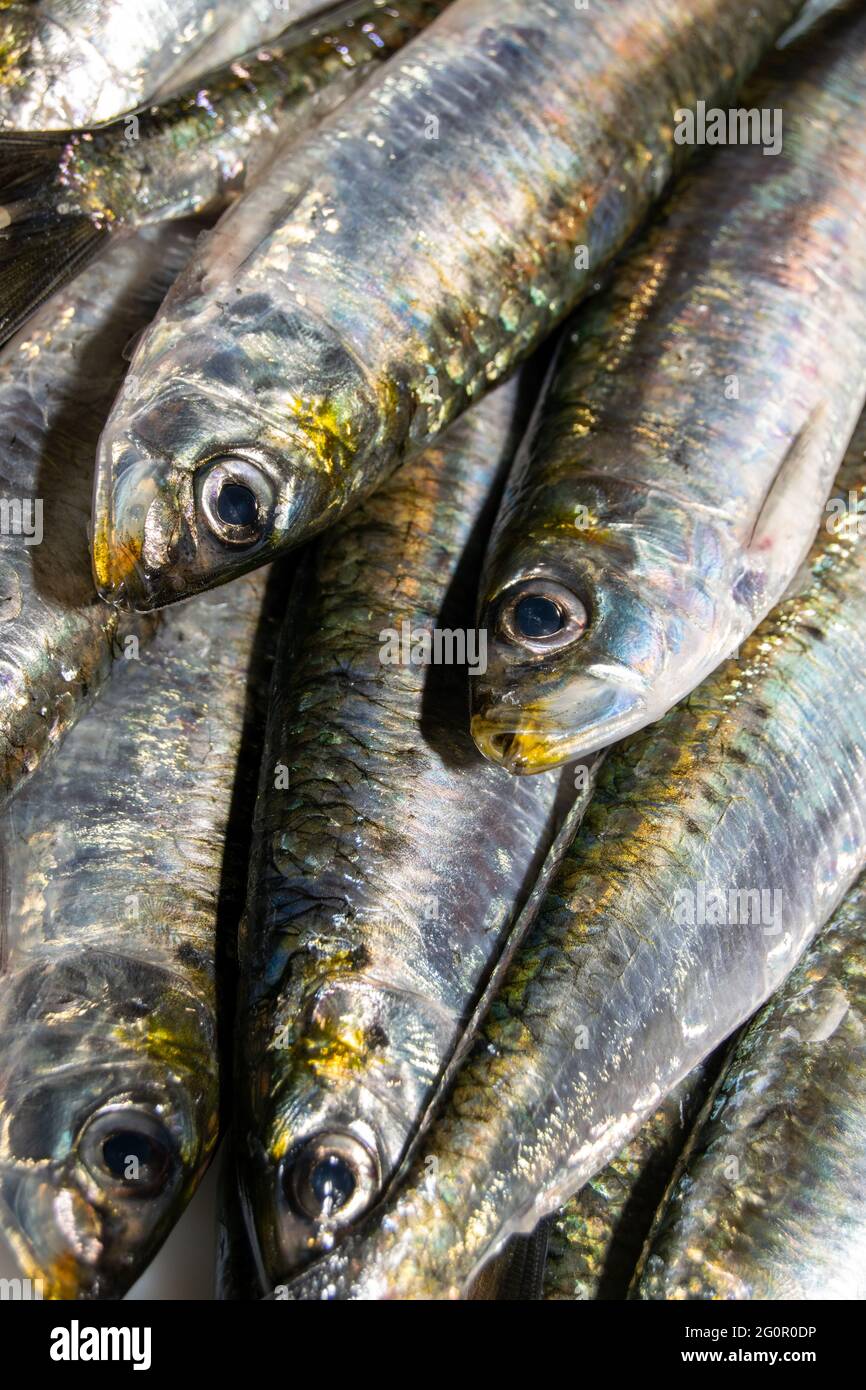 Fresh sardines from market fish. Portuguese traditional food in events