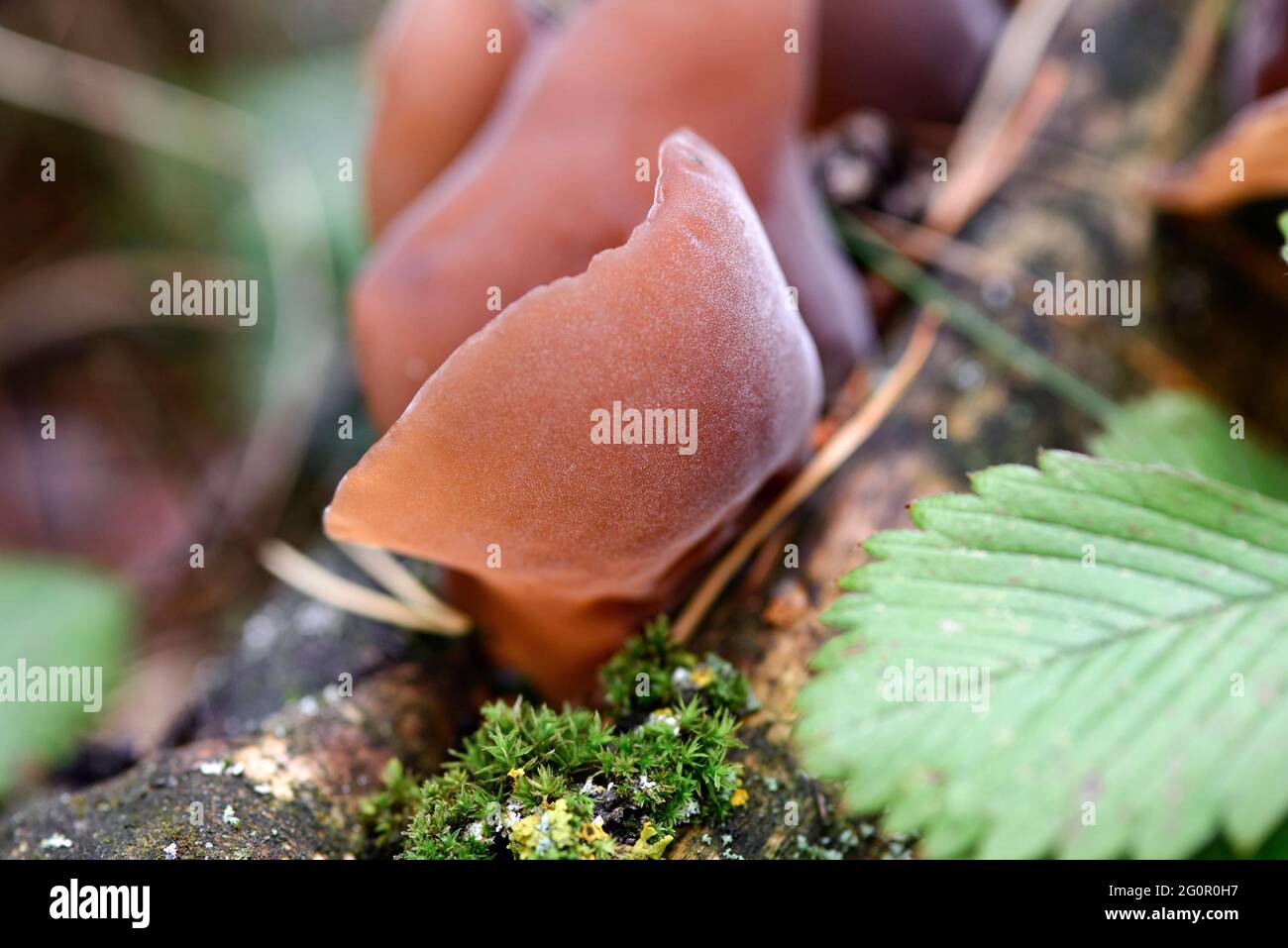 Auricularia auricula-judae grows on a fallen wood in a forest among moss Stock Photo