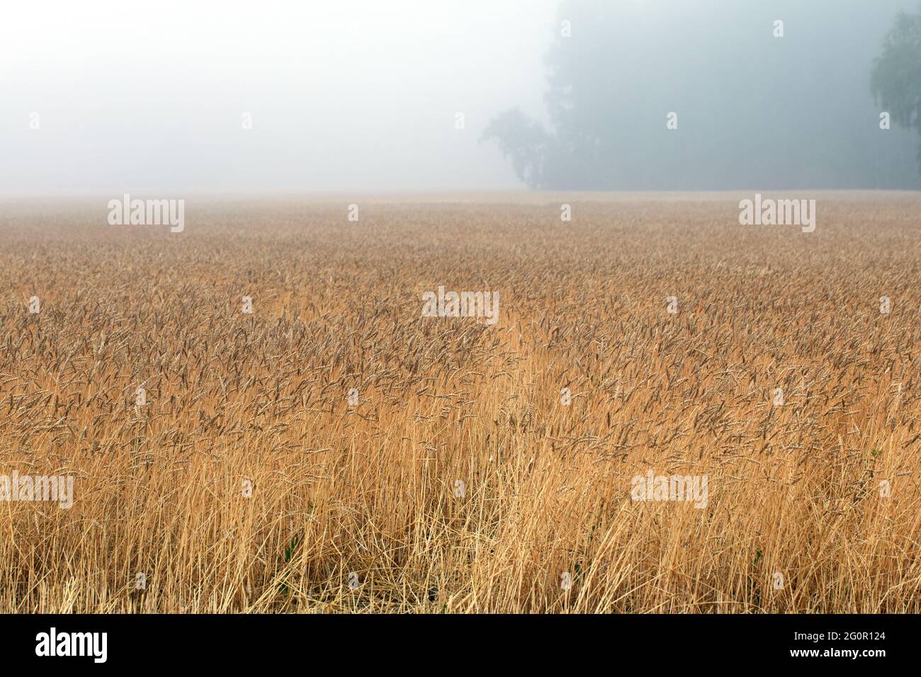 Panoramic shot with horizon line of foggy rainy wet weather on field of golden yellow brown wheat, rye, barley against background of gray sky and fore Stock Photo