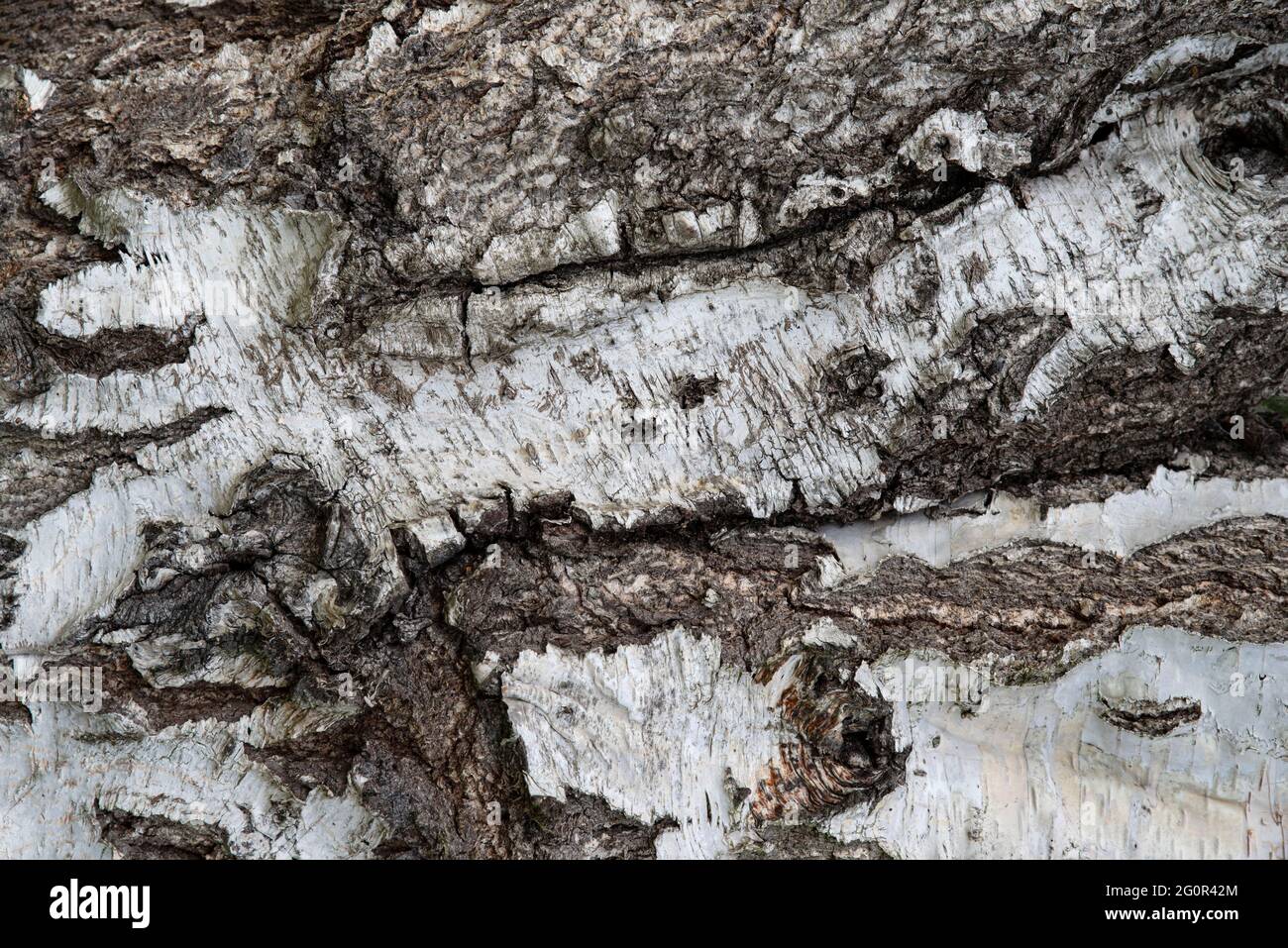 Old tree bark texture brown and white Stock Photo