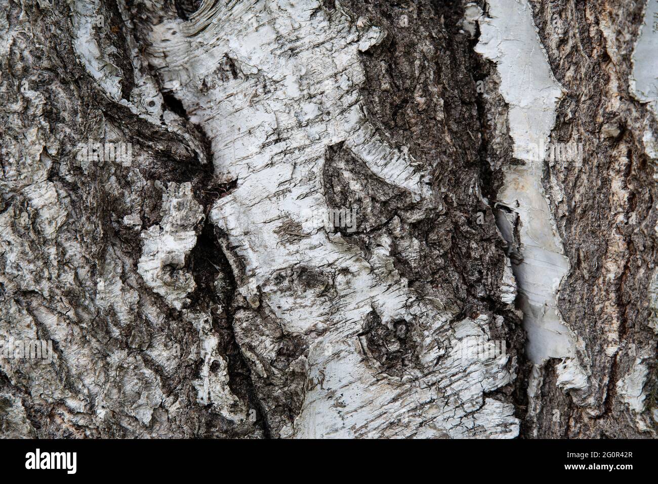 Old tree bark texture brown and white Stock Photo