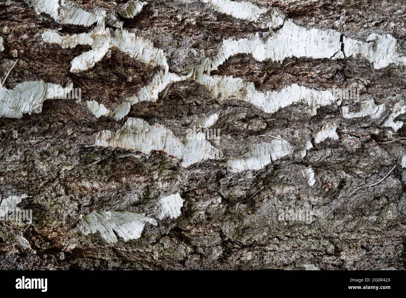 Old tree bark texture brown and white Stock Photo