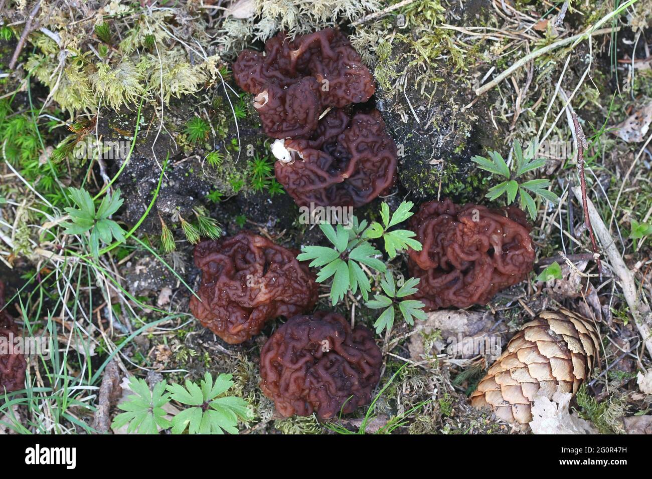 Gyromitra esculenta, known as the False Morel, wild fungus from Finland