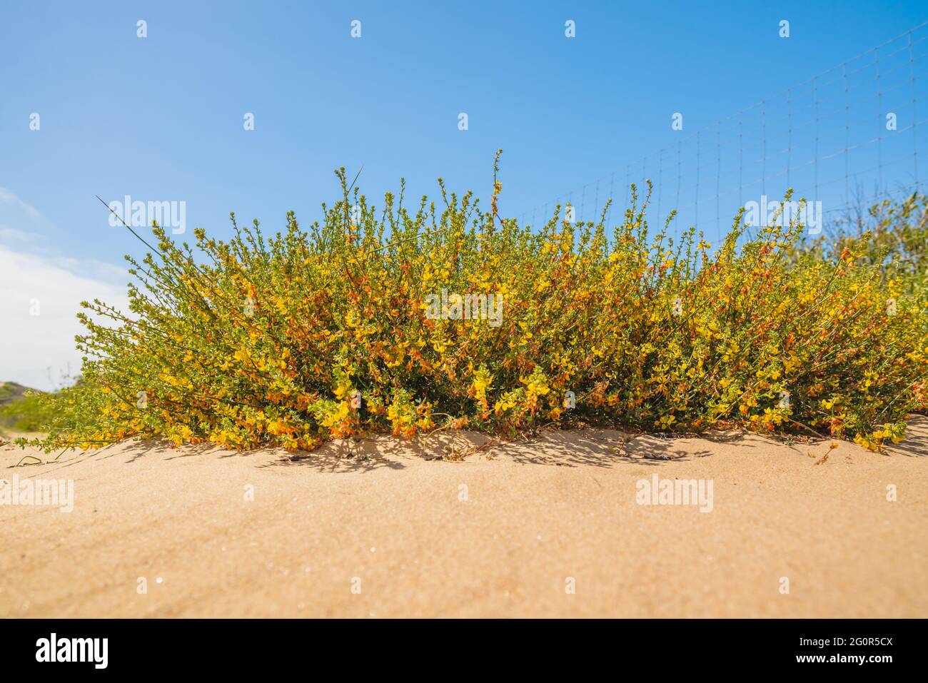 Sand dunes and deerweed plant. Deerweed (Lotus scoparius) bright-yellow flowers, California native, in bloom in late spring Stock Photo