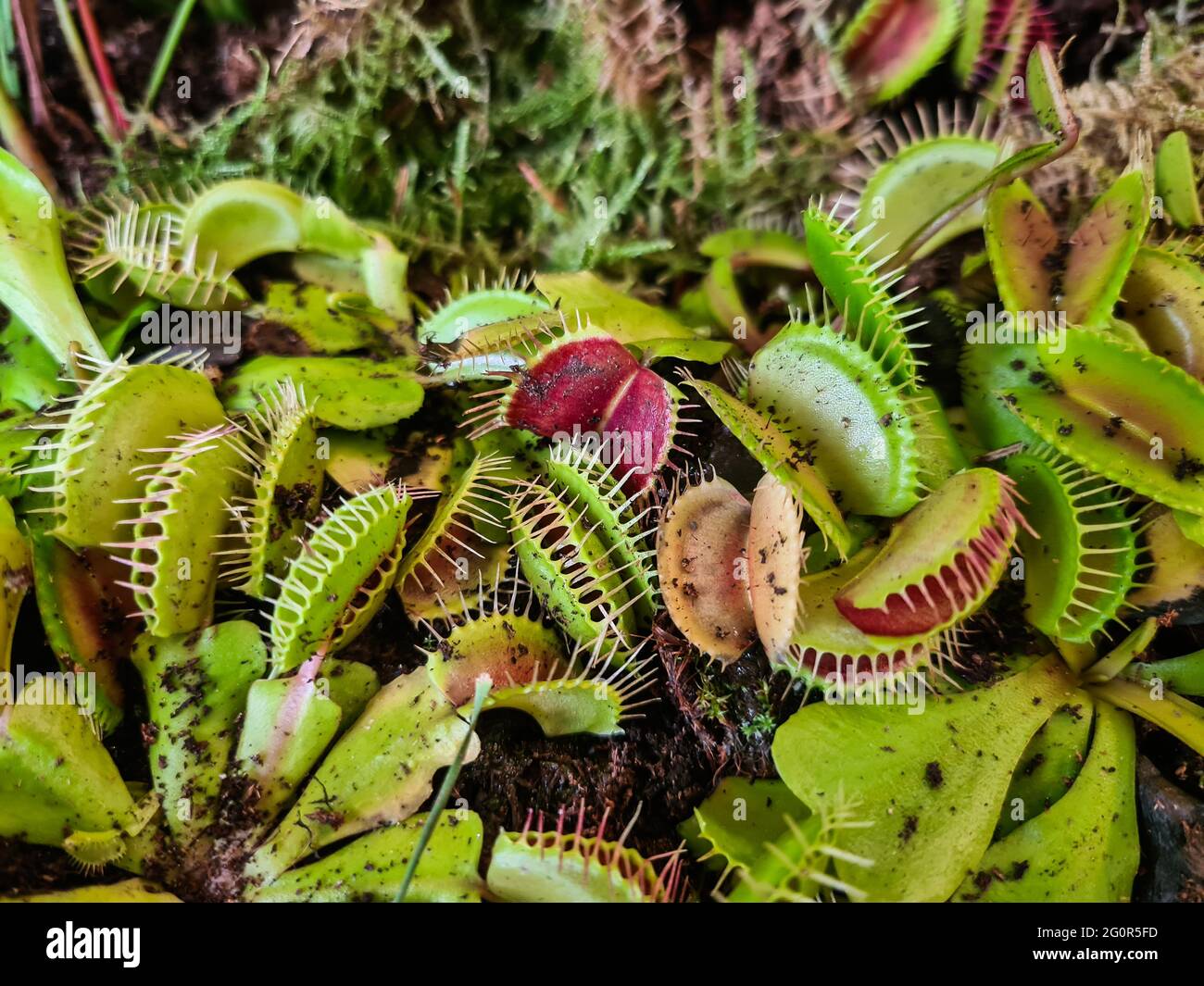 Details with Venus flytraps (Dionaea muscipula) carnivorous plants ...