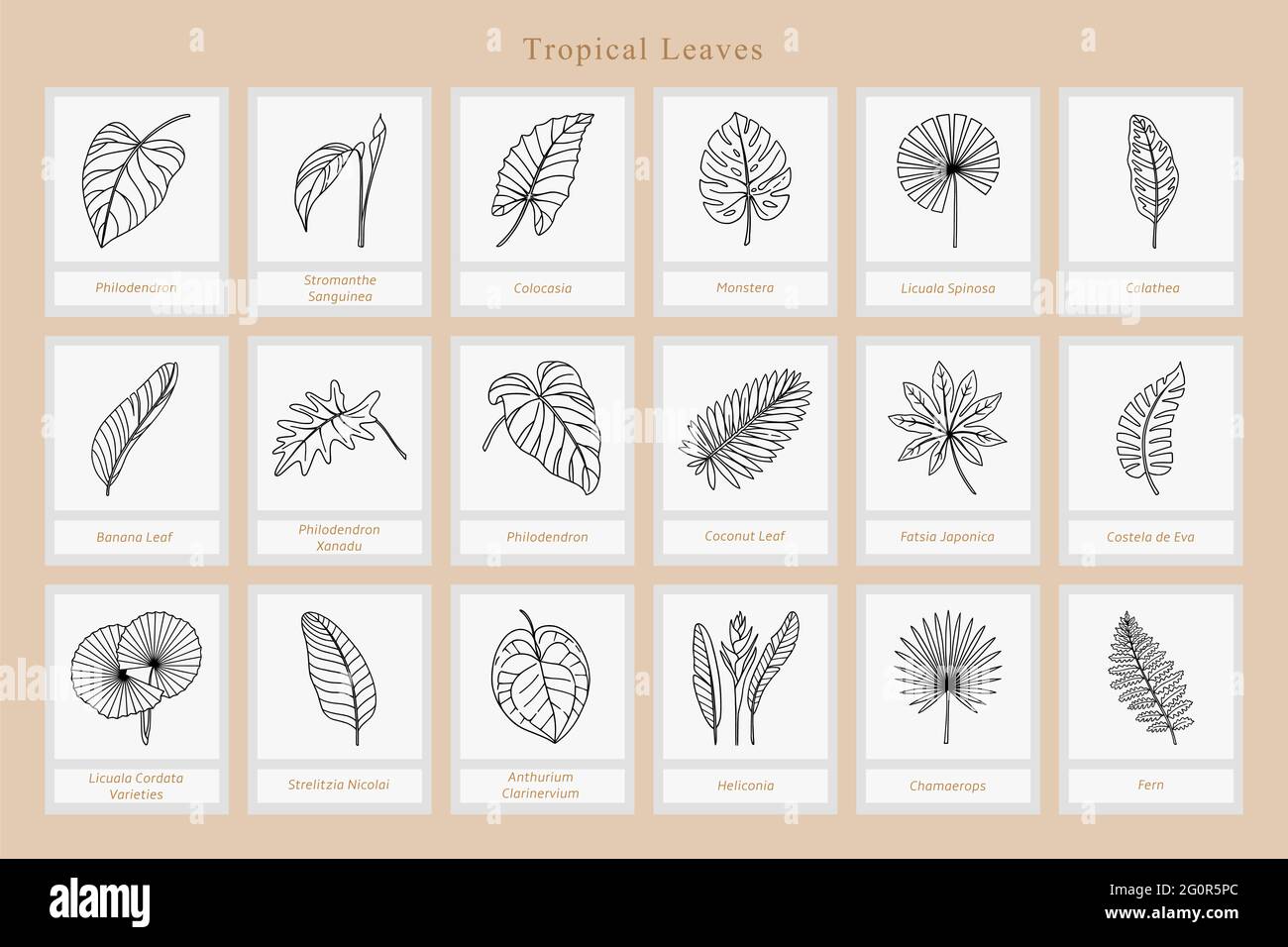 Big Set of exotic tropical leaves. Stock Vector