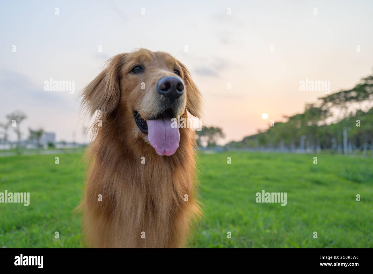 Half-length portrait of golden retriever on the grass Stock Photo