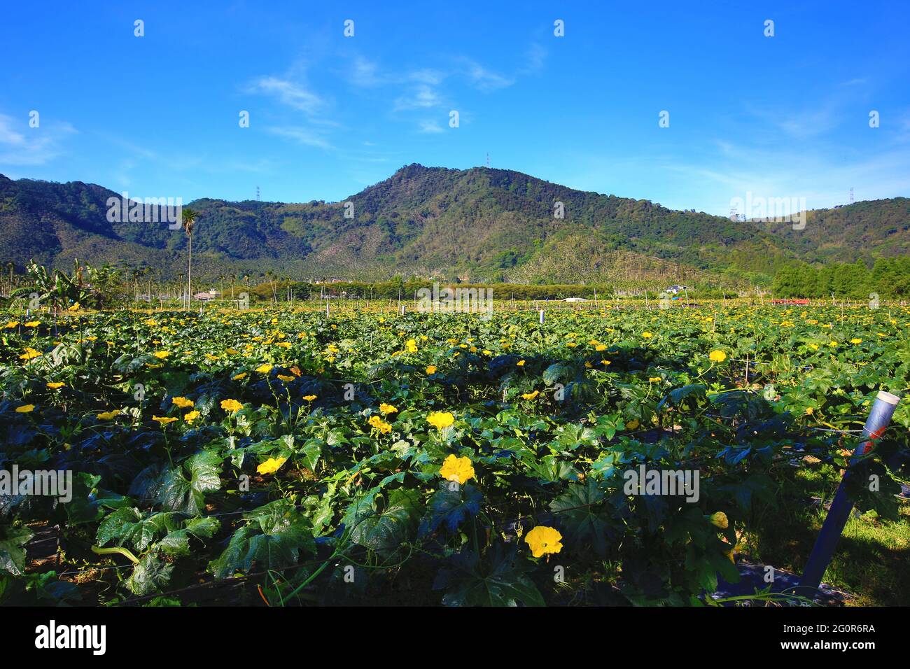 Beautiful landscape of luffa(loofah) plantation with blooming yellow luffa flowers at sunny summer Stock Photo
