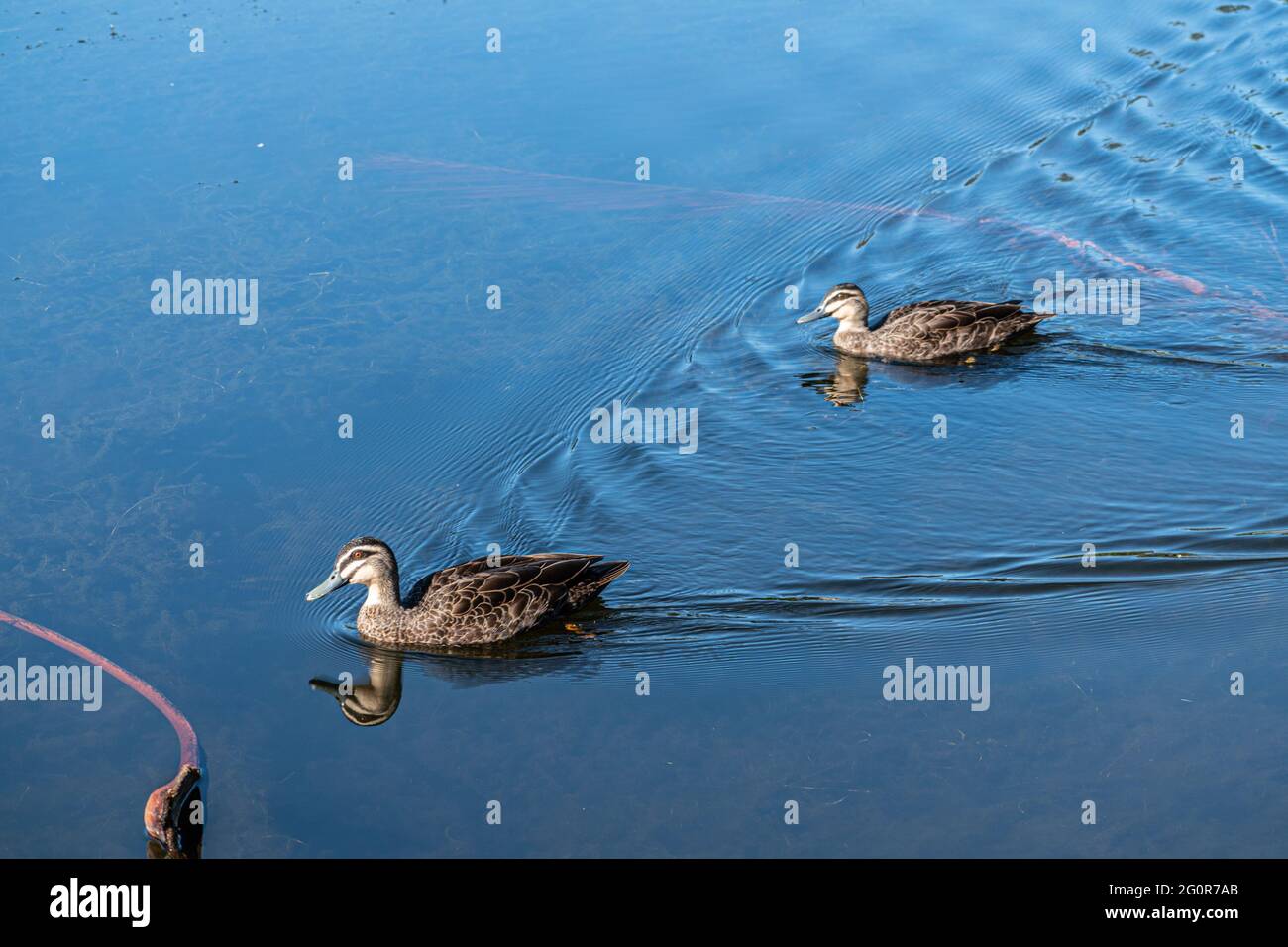 Two Pacific Black Ducks (Anas superciliosa) swimming in a lake in Queensland, Australia Stock Photo