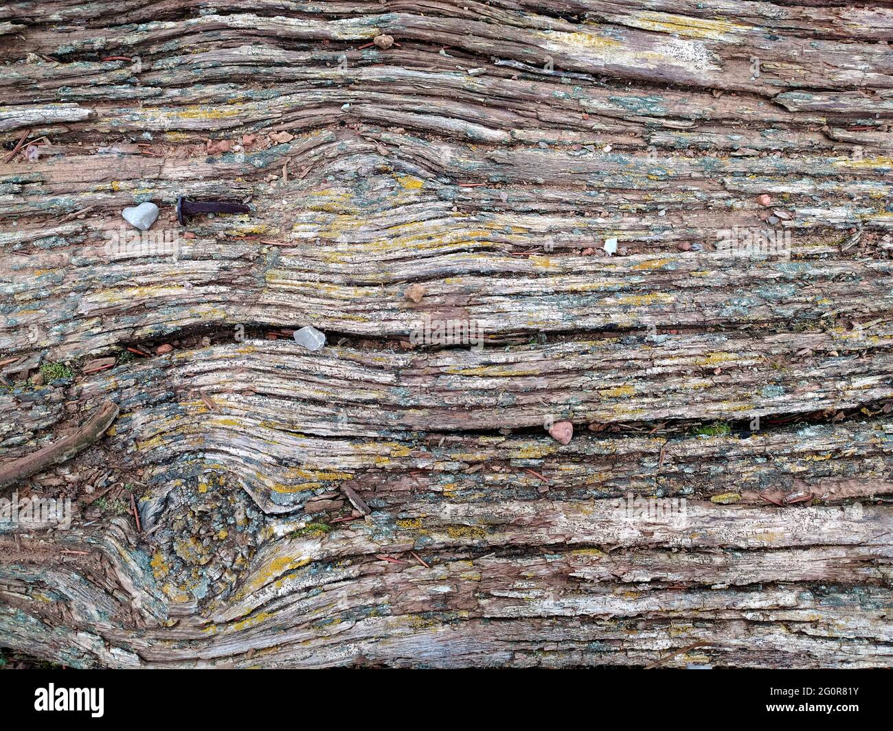 old wood texture with rusty nail Stock Photo