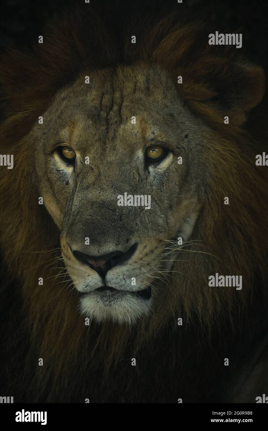 The King's Headshot Stock Photo Alamy