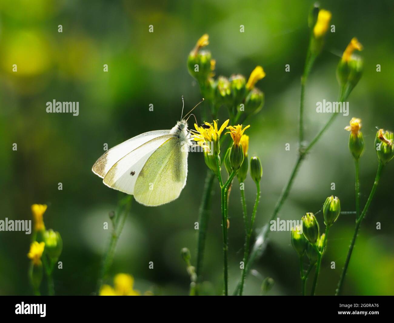 Small White - backlit on yellow flowers Pieris rapae Essex. UK IN001317 Stock Photo