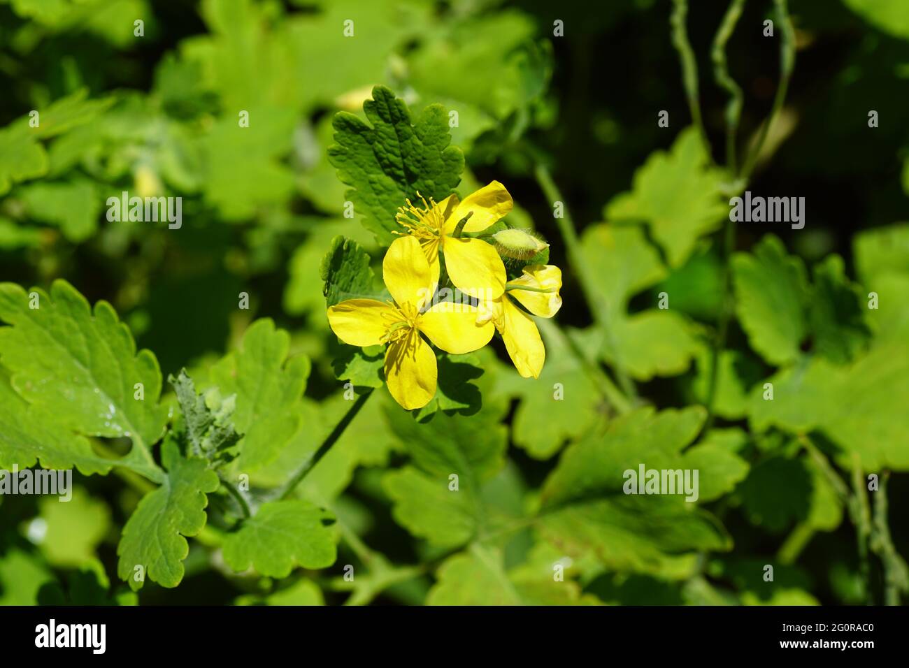 Yellow flowers of greater celandine (Chelidonium majus), poppy family (Papaveraceae). Dutsch garden, June, Netherlands Stock Photo