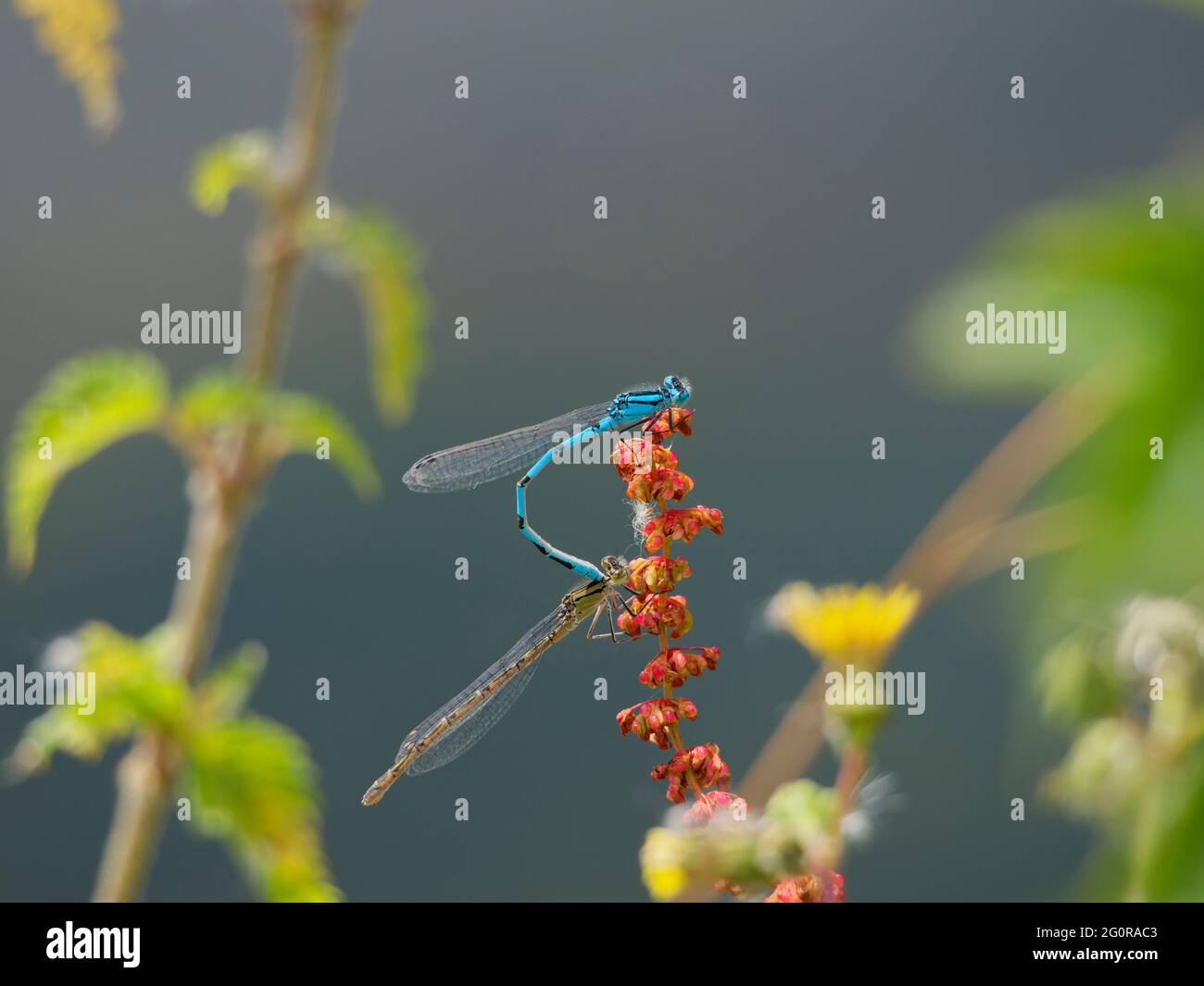 Common Blue Damselfly - pair mating Enallagma cyathigerum Essex. UK ...