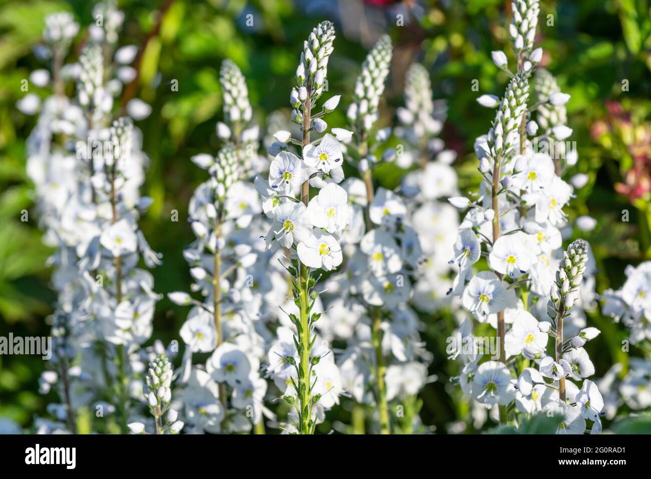 White Veronica in flower Stock Photo Alamy