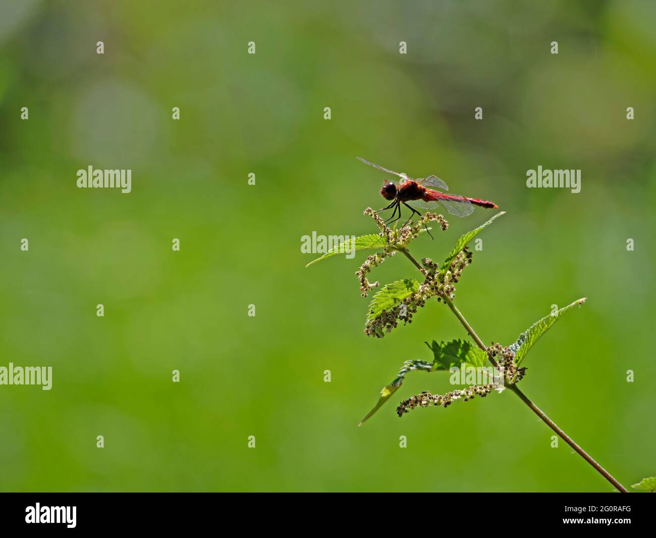 Common Darter Dragonfly Sympetrum striolatum Essex, UK IN001342 Stock Photo