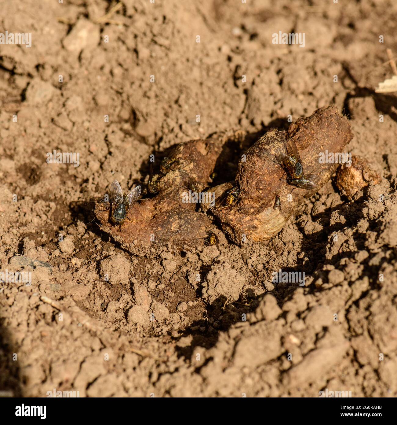Cat Droppings in the vegetable garden can be a human health risk Stock