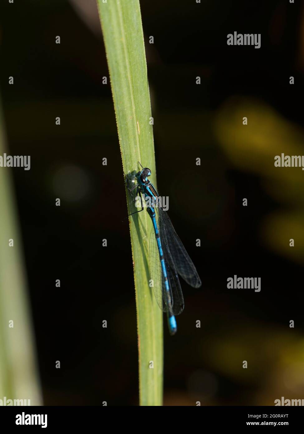 Azure Damselfly Coenagrion puella Essex, UK IN001365 Stock Photo - Alamy