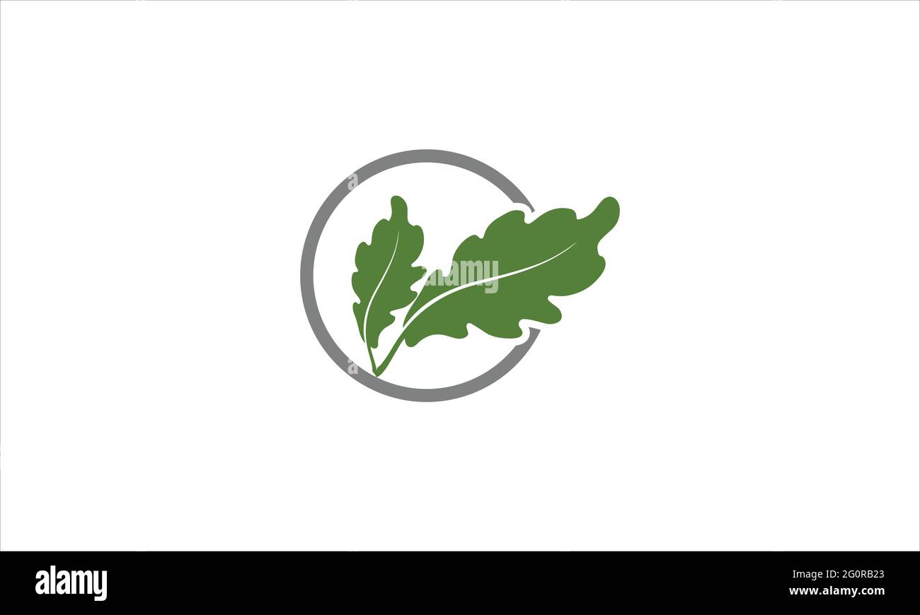 Acorn oak leaf logo illustration vector icon  design illustration Stock Vector