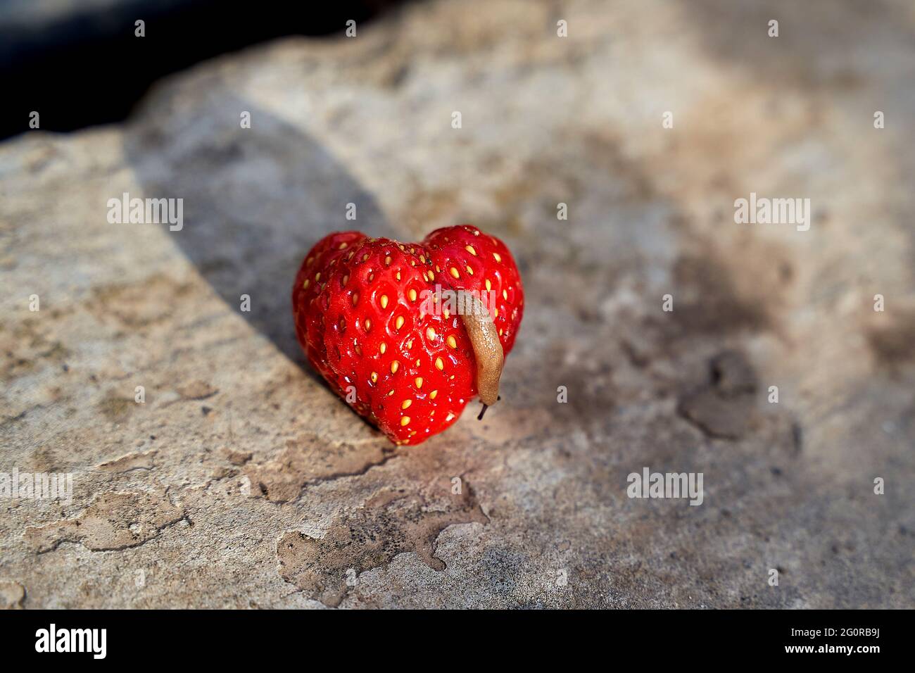 One snail destroy strawberry in summer garden as pest illustration. Big brown slug or derocera eat plants Stock Photo