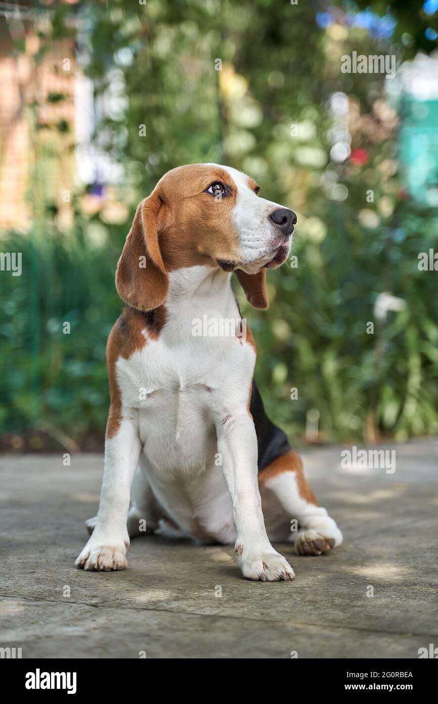 Cute beagle puppy sitting in the grass of a yard with plants Stock Photo