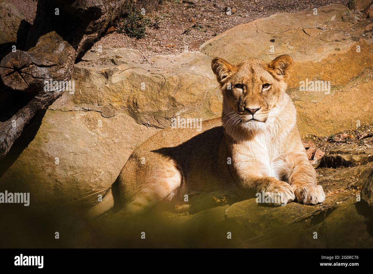 The lion is the king of animals. He is more majestic in his appearance. A  predator at the top of the food chain Stock Photo - Alamy