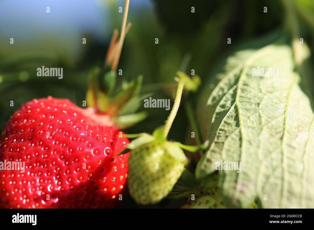 Close up of ripe strawberries in the field Stock Photo - Alamy
