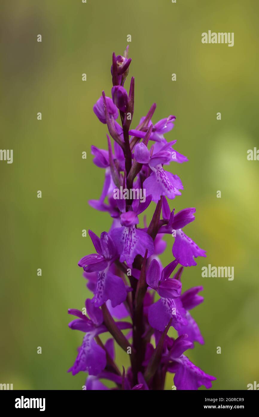 Pink flowers of wild orchid, Anacamptis palustris in Landscape of outstanding features Subotica sands, Vojvodina Stock Photo