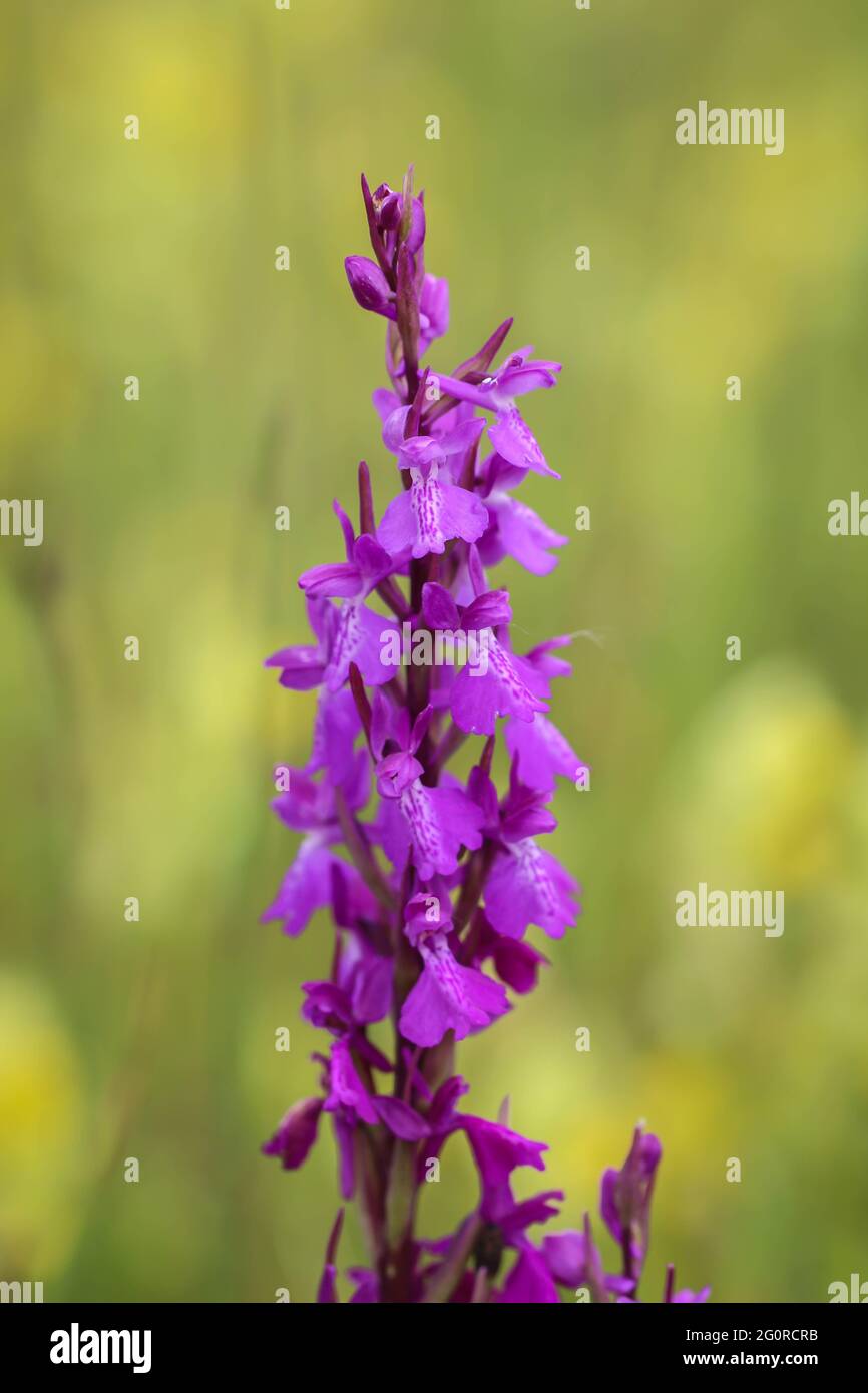 Pink flowers of wild orchid, Anacamptis palustris in Landscape of outstanding features Subotica sands, Vojvodina Stock Photo