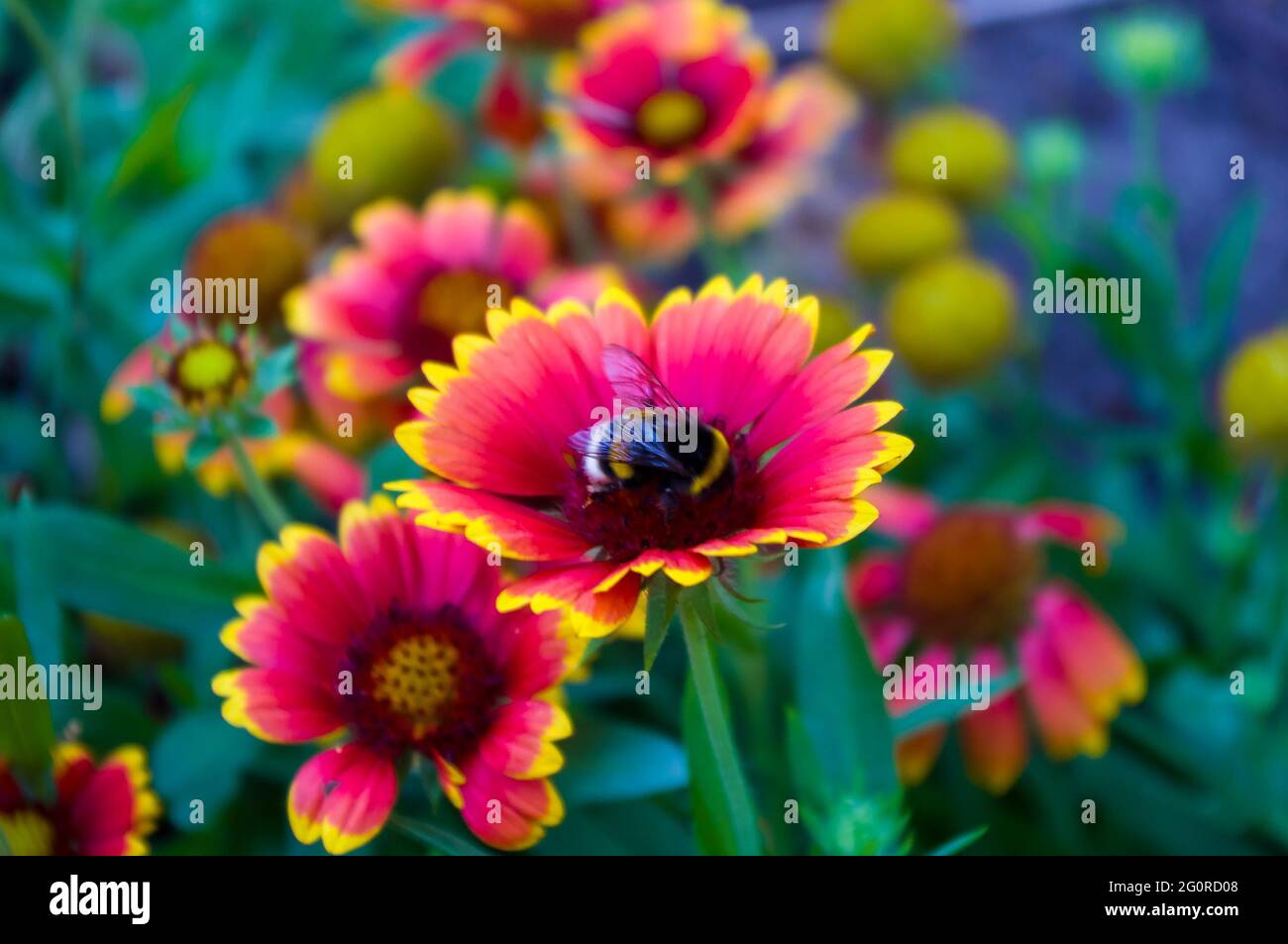 Red and yellow colorful flowers Gailardia in garden, pollination by bees, closeup Stock Photo