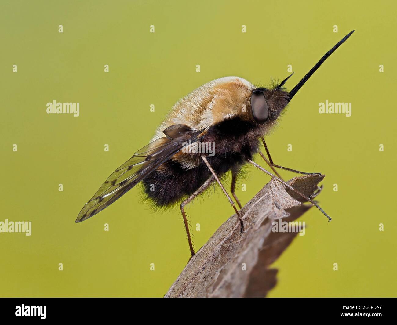 Bee Flies or Humbleflies (Bomblyius major) Kent UK, stacked focus, important early spring pollinators, larvae generally are parasitoids of other insec Stock Photo
