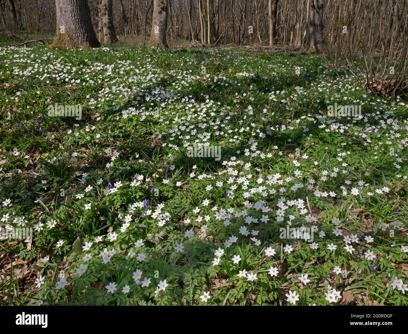 Wood Anemone Flower, (Anemonides nemorosa), Easy Woodlands, Kent UK