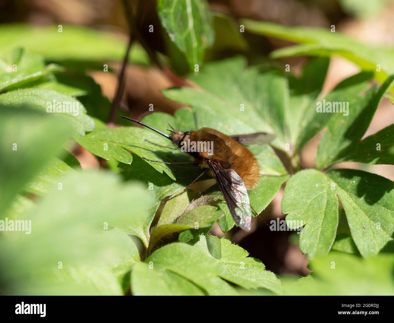 Bee Flies or Humbleflies (Bomblyius major) Easy Woodlands, Kent UK ...