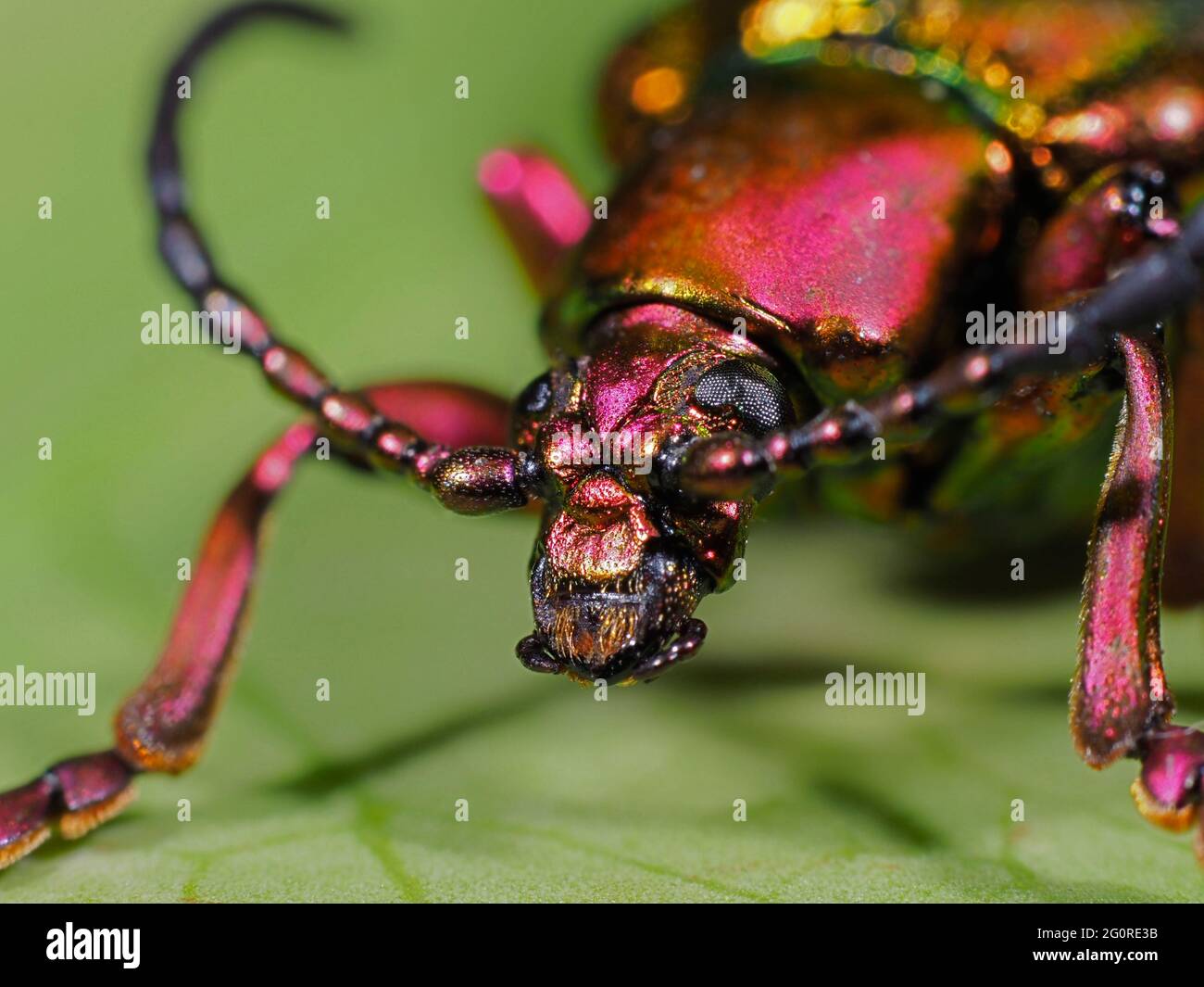 Frog Beetle, (Sagra laticollis) EAST JAVA, Stacked Focus, set specimen showing close up of face, antennae and compound eye Stock Photo