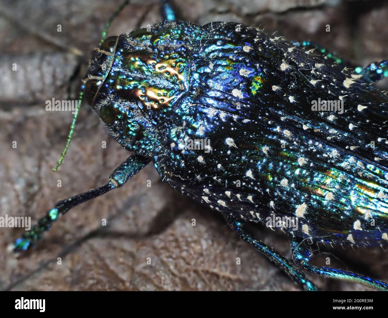 Beetle, (Polybothris sumptuosa), Blue, MADAGASCAR, Stacked Focus, set specimen, close up showing body and wing case, light with flash Stock Photo