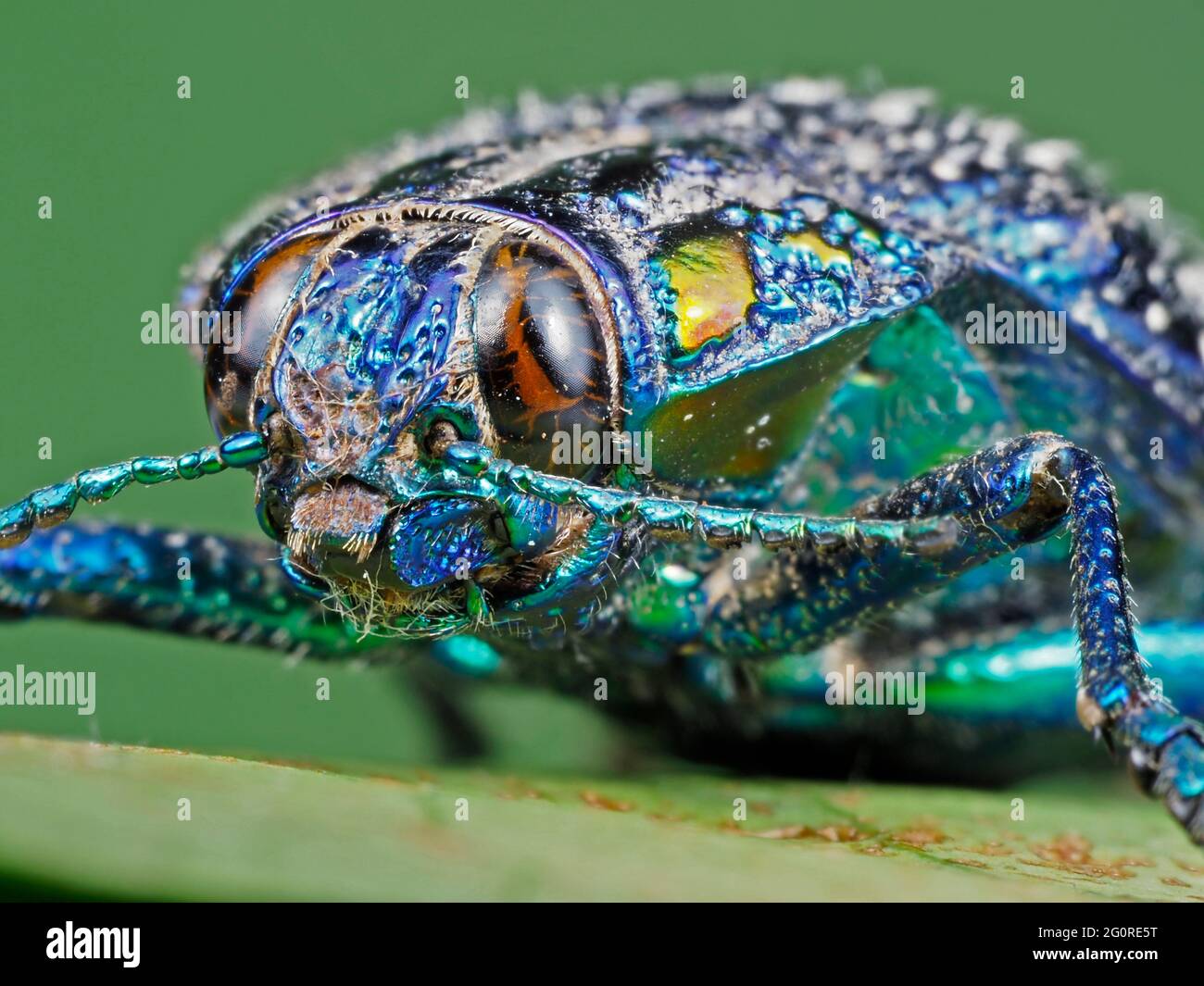Beetle, (Polybothris sumptuosa) Blue, MADAGASCAR, Stacked Focus, set specimen, close up showing face with large compound eye, antennae Stock Photo