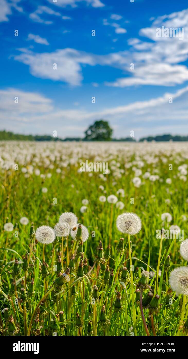 Selective focus on white fluffy dandelions on a field on a sunny summer day  against a background of blue sky with clouds. 16:9 mobile phone wallpaper  Stock Photo - Alamy