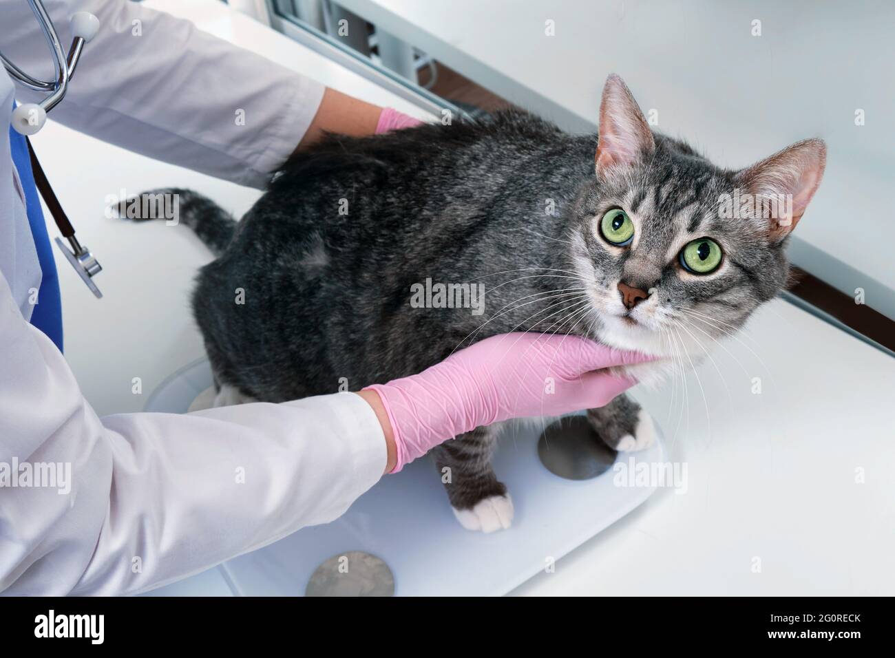 Fat cat on scales Stock Photo - Alamy