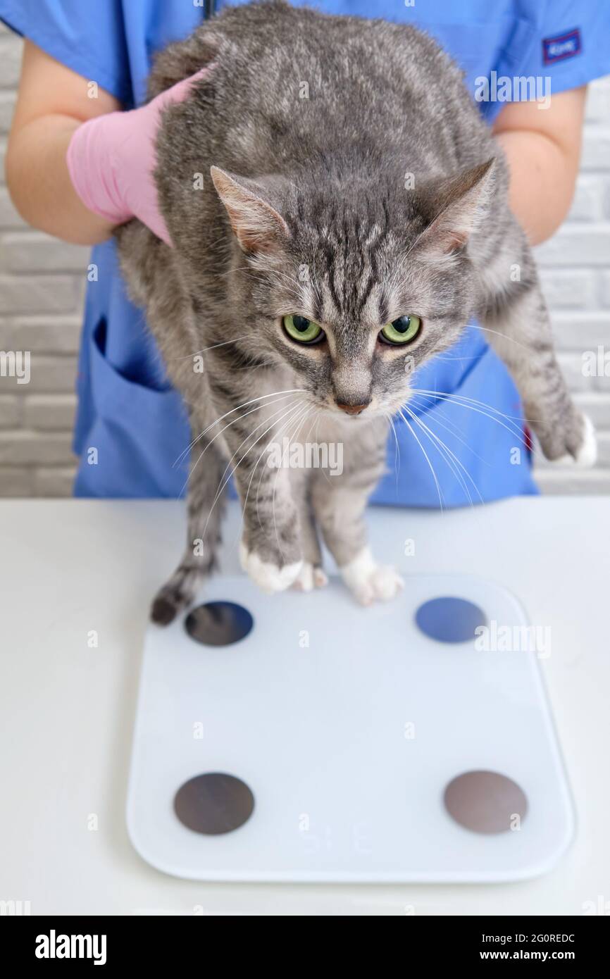 Overweight man and woman on scales hires stock photography and images
